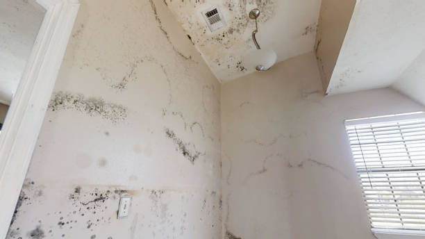 Best Commercial Mold Inspection  in Santa Rosa, NM