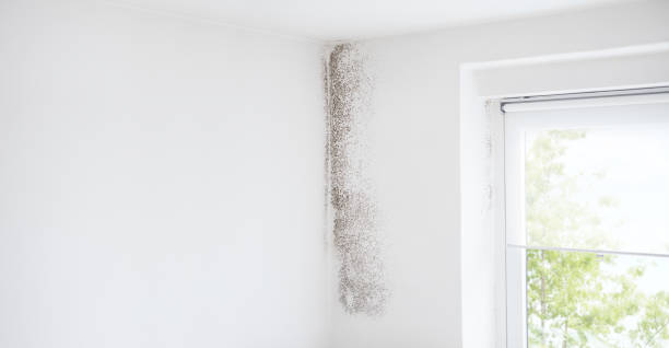 Best Crawl Space Mold Remediation  in Santa Rosa, NM