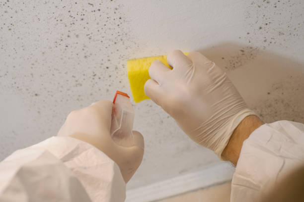 Best HVAC Mold Inspection and Cleaning  in Santa Rosa, NM