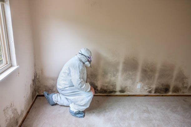 Best Basement Mold Removal  in Santa Rosa, NM