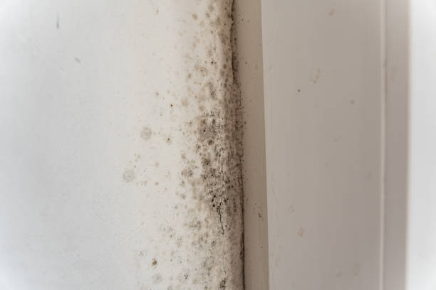 Best Mold Odor Removal Services  in Santa Rosa, NM