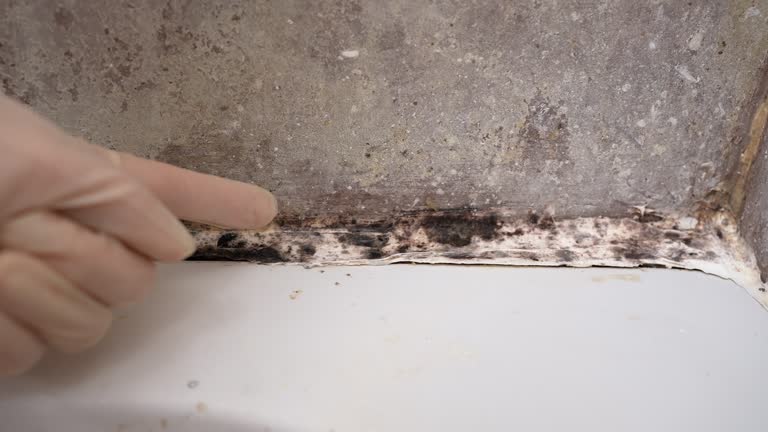 Best Commercial Mold Inspection  in Santa Rosa, NM