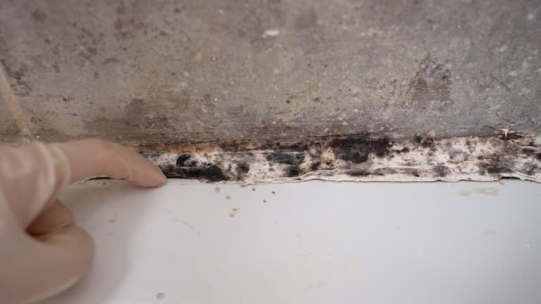 Mold Remediation for Vacation Homes in Santa Rosa, NM