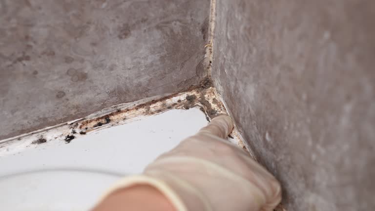 Best Real Estate Mold Inspection  in Santa Rosa, NM