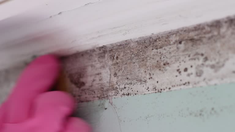 Best Asbestos and Lead Testing During Mold Inspection  in Santa Rosa, NM